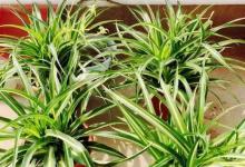 3种阔叶绿植，适合当代家居，价格便宜，容易养活！