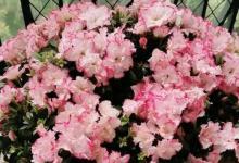 网红推荐的“开花机器”，没有十足的经验，开10朵花就不错了