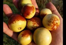 冬枣为什么夏天成熟呢？夏天成熟为什么叫冬枣呢？给大家讲解一下