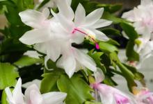 9月后蟹爪兰怎样养护？这3点很关键，做错了会影响开花！