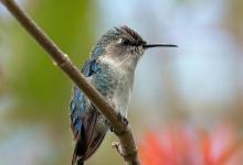 世界十大最小的鸟，我猜你只知道蜂鸟