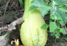 北瓜是什么瓜？除了冬瓜西瓜南瓜，这世上还真有北瓜