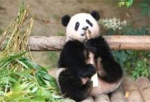 为何大熊猫福宝圈了好多国际粉