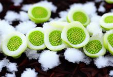 雪莲子是什么东西