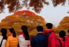 家家乞巧望秋月是什么节日