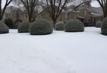 办公室可以放薄雪万年草吗