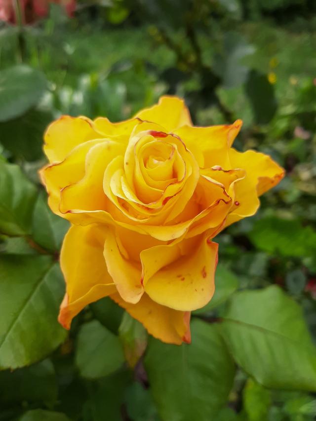 选择适合的黄玫瑰品种:在选择黄玫瑰品种时,需要考虑到阳台的光照