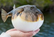 河豚毒素在哪河豚毒素在哪个部位