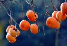 柿子有什么功效柿子的禁忌是什么