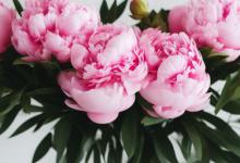 办公室可以放芍药吗