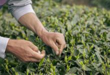 为什么桑叶茶又叫短命茶 桑叶茶小知识介绍