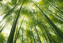 郑板桥名句咬定青山不放松立根原在破岩中描写的是哪种植物 竹石赞颂的是什么