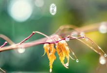 白露节气如何养护身心白露吃什么食物养生