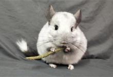 ​龙猫是什么动物龙猫是猫还是老鼠