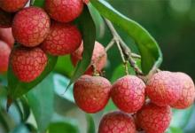 保存荔枝不要直接放冰箱选对方法不发黑不变味如何挑选