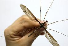 灭蚊子最有效的方法怎样彻底清除家里的蚊子