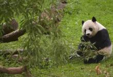 旅美大熊猫美香一家12月要回国了吗