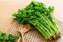 芫荽是什么芫荽就是香菜吗