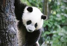 大熊猫的生活习性大熊猫为什么被视为中国的国宝