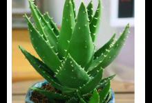 家里花多，就养芦荟，4个好处妙用多，难怪被称为“花卉养母”
