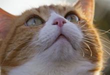 猫为什么有眼屎 猫有眼屎的原因