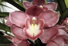 种花用什么肥料比较好？花多多1号跟2号的区别是什么？