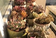 广东终于入秋了，多肉也开始出状态了，颜色越来越漂亮了！