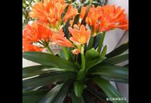 秋天，给家里的君子兰换换土，新土养分足，加快生长速度