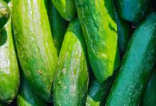 夏天适合种的蔬菜瓜果，有你爱吃的吗