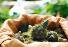 秋天的健脾果，补脾强于山药，祛湿优于薏米，但很多人都不知道它！