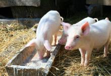 小猪价格低猪场怎么办？猪价不理想，养殖户该如何应对，降低损失