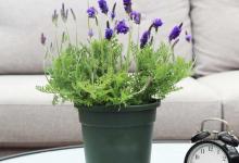 3种花天生喜欢小盆养，盆小劲头足，“挤一挤”反而长得旺