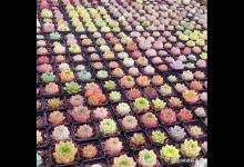 多肉退坑，几百盆的多肉，真是愁死人，根本没人要！