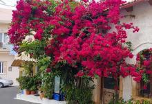 3种花容易被“时间”淘汰，3、5年就得培育出“接班人”，别忽视