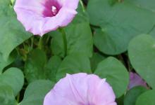 五月份种什么花合适，推荐这些品种，让你的家更美丽！