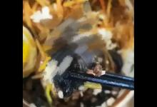 媒体官方：指鼠为牛接棒指鼠为鸭，学校食堂安全因家长深思