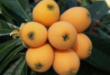 孕妇可以吃枇杷吗中期孕妇吃枇杷多少合适