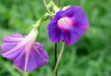 喇叭花特点是什么喇叭花有什么作用