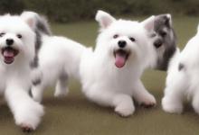 为什么忌讳白爪狗