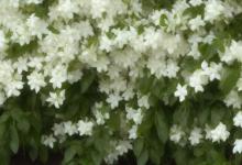茉莉花怎么种植