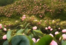 北方怎么养茶花