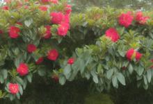 山茶花怎么修剪