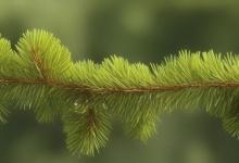 松花粉是什么东西