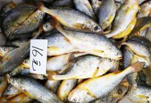 钓黄尾鱼如何打窝？