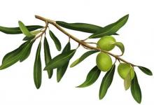 橄榄枝的比喻意义橄榄枝的现代意义