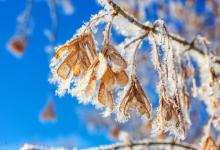 霜降节气：最补气血、养脾胃的15天！气血虚、脾胃差的人做好3件事！