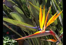 鹤望兰怎么养才能开花，有什么方法和技巧？