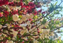 海棠树怎么修剪可以不长高：记住这招，抑制生长！