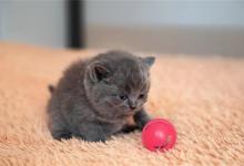 ​小猫吃什么一个月的幼猫喂什么吃