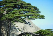 岁寒三友是指什么岁寒三友分别象征什么